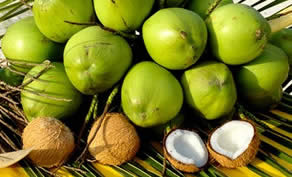 天然純淨的椰子油主要成份為65%的中鍵脂肪酸(MCFA)，其中月桂酸 (lauricacid)含量高達50%!
